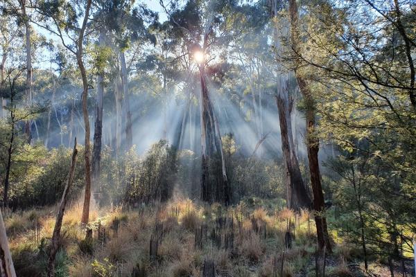 Sun bursts through the trees in a native bushland setting