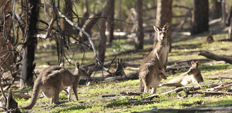 Kangaroos-and-joey-resting-in-australia-bushland