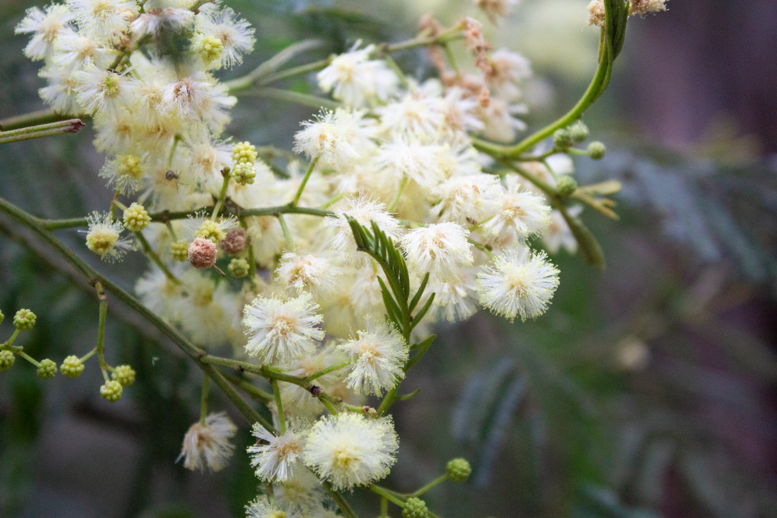 A close up of yellow-white wattle flowers