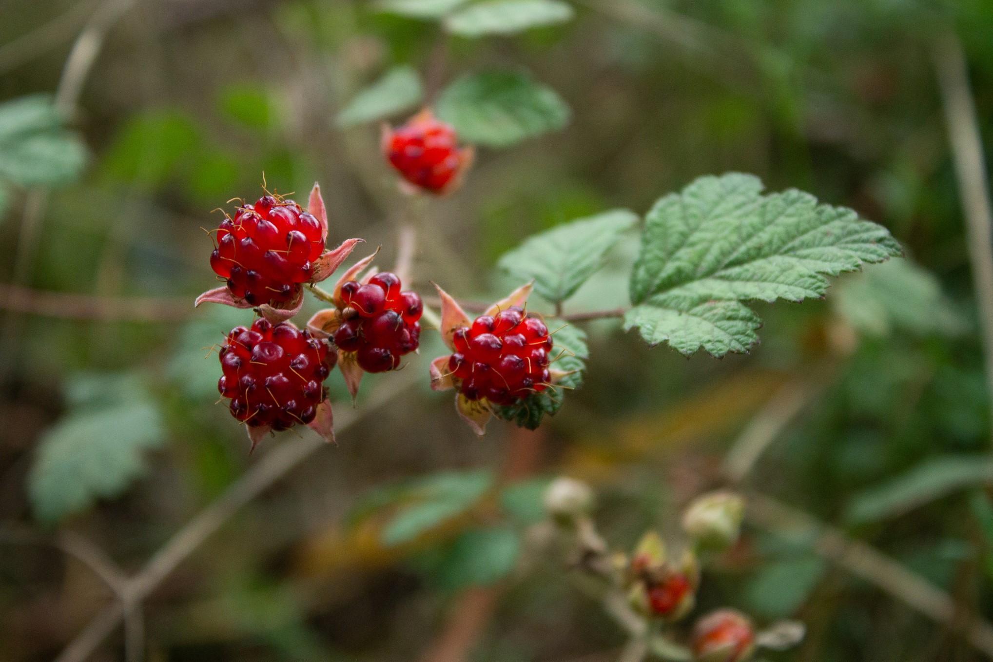 A cluster of bright red native raspberries with green leaves in the background