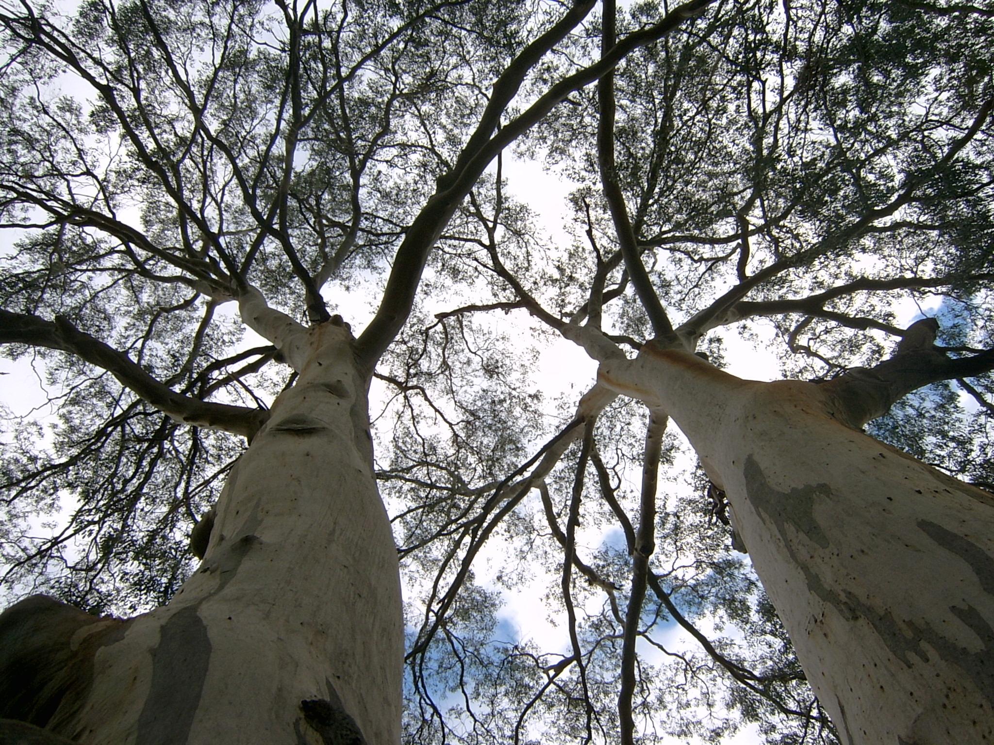 Nature Walk eucalyptus_viminalis_twins.jpg