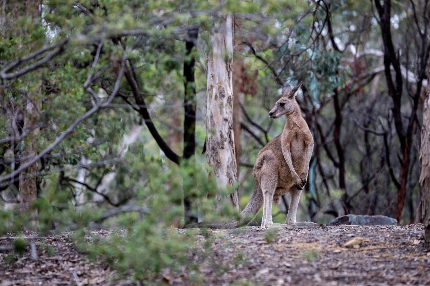Kangaroo standing on a rock with leaves in the foreground