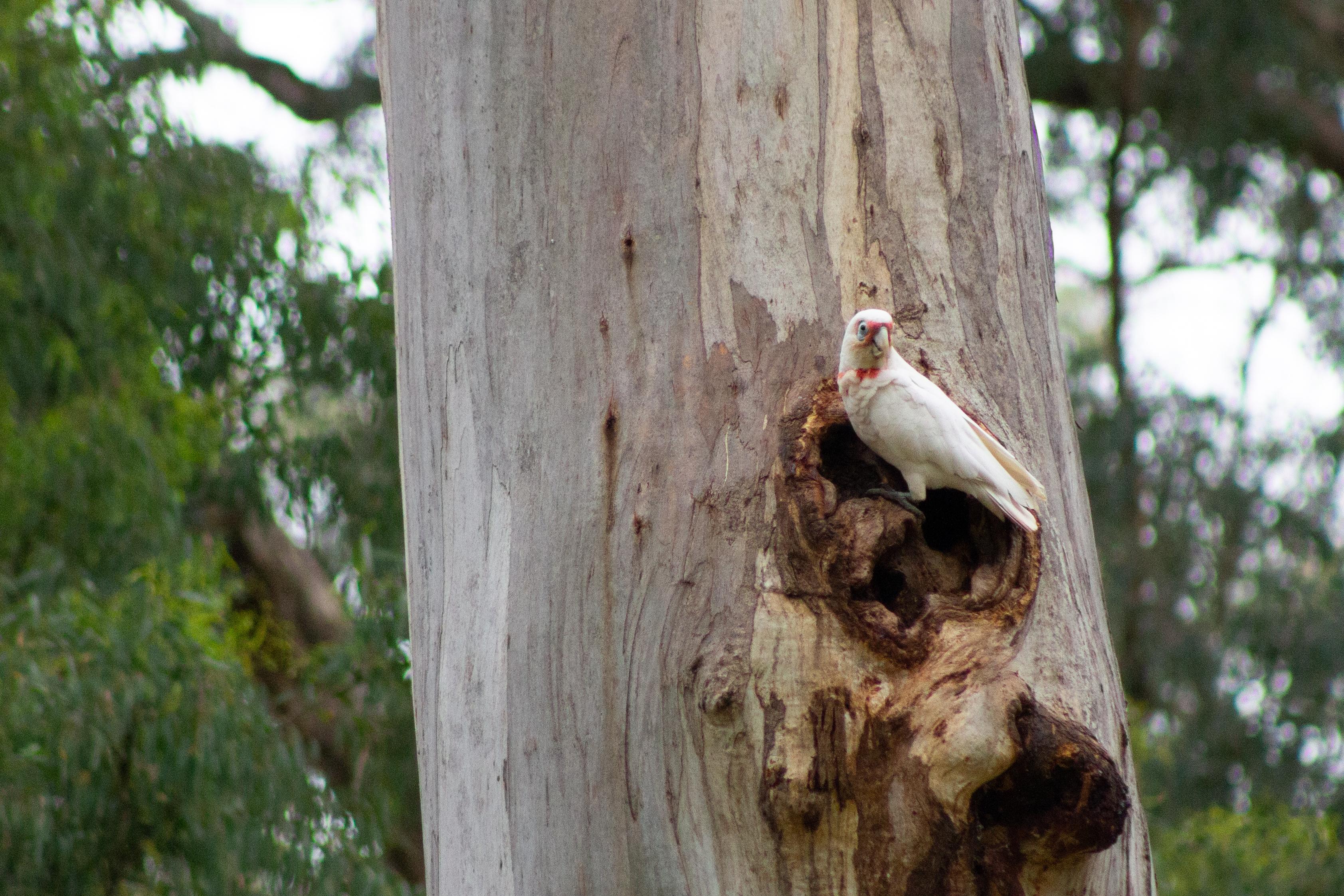 Little Corella Cacatua sanguinea sitting in a tree hollow