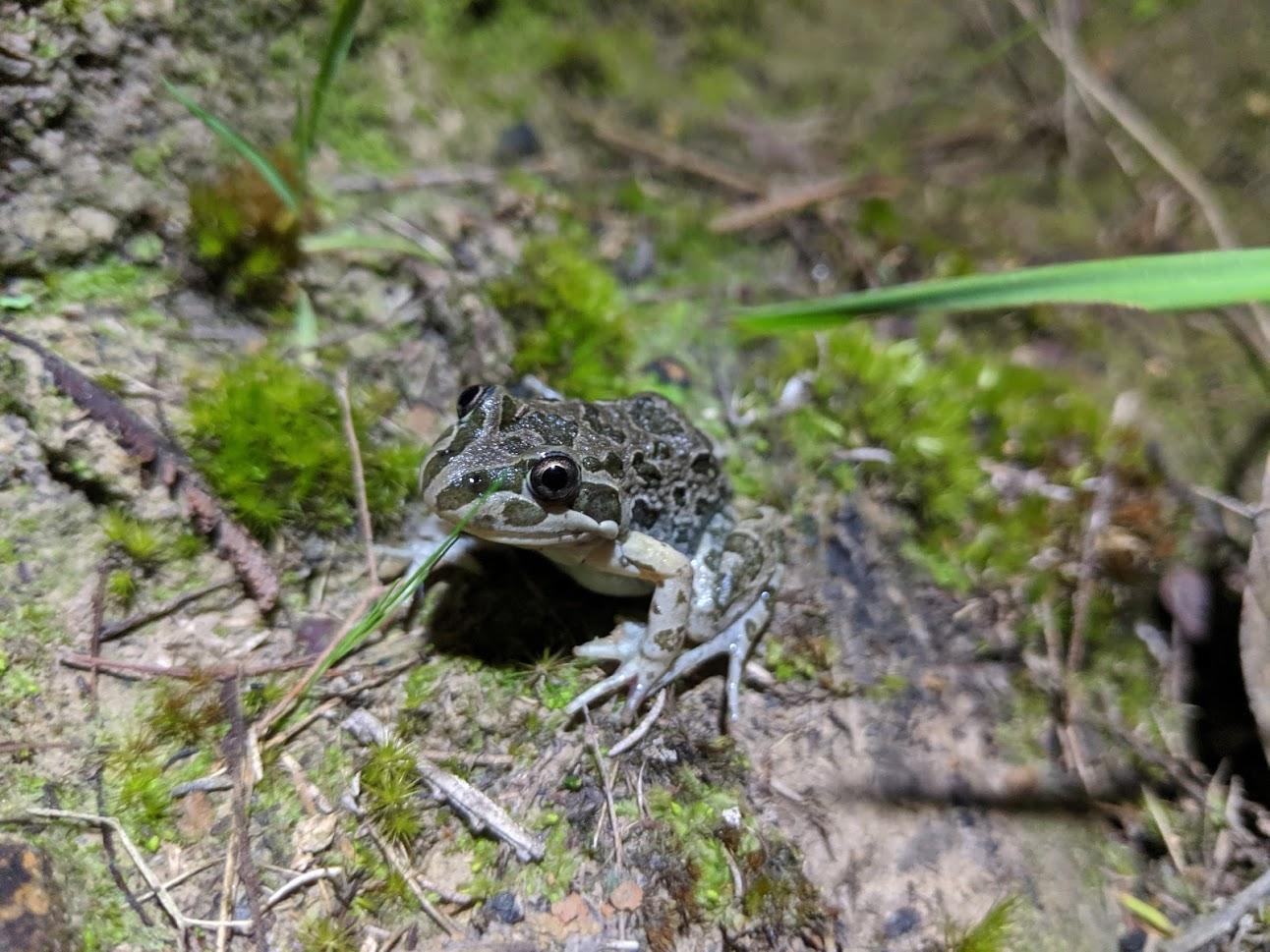 A Spotted Marsh Frog on moss and dirt