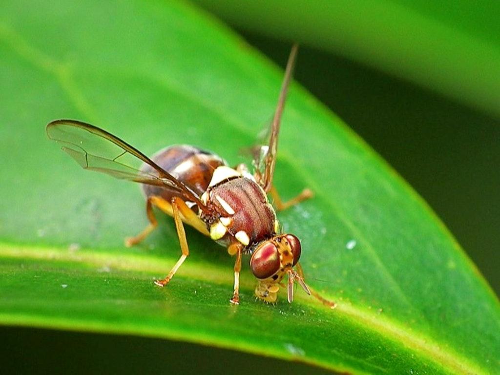 Queensland Fruit Fly