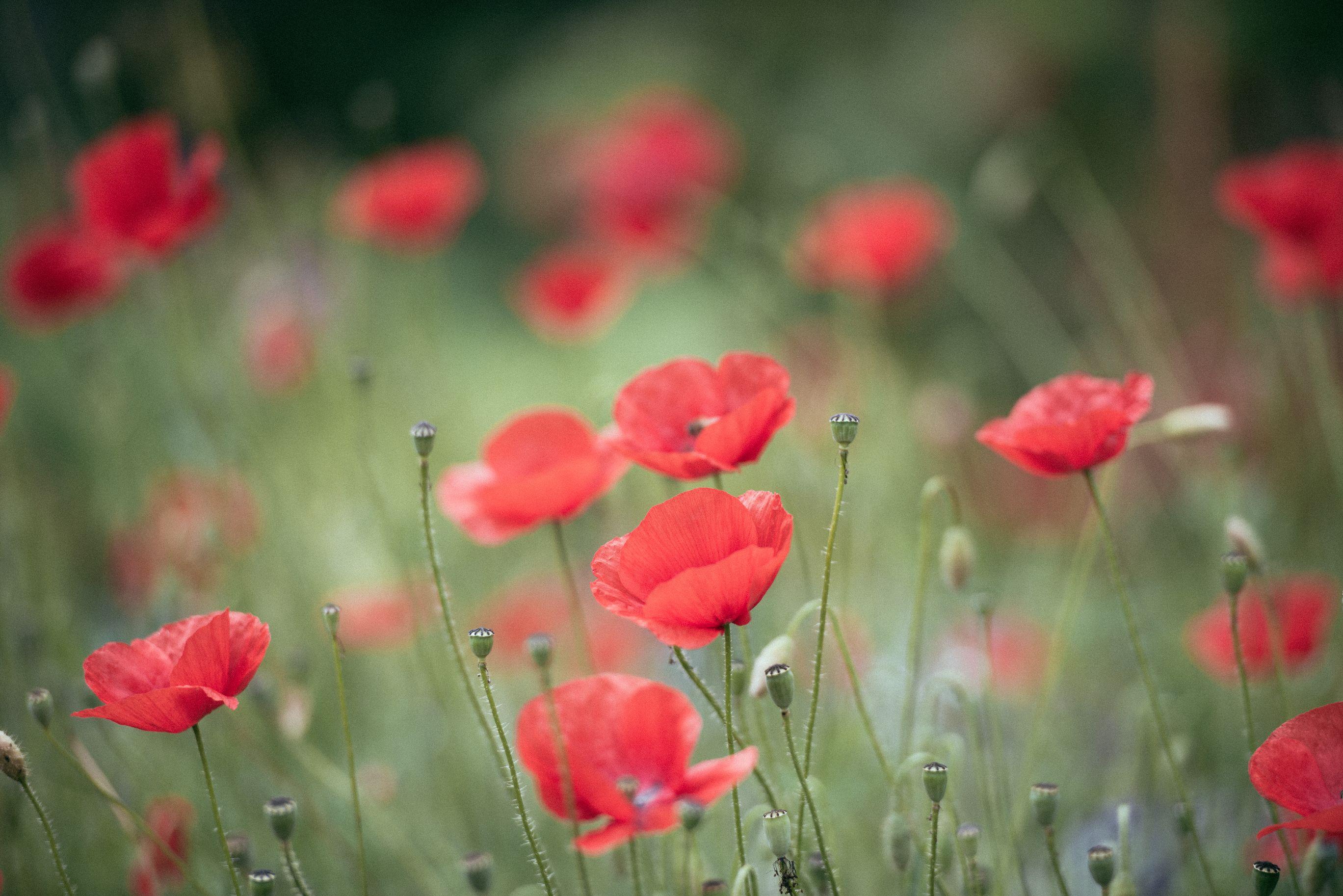 red poppies in a green field